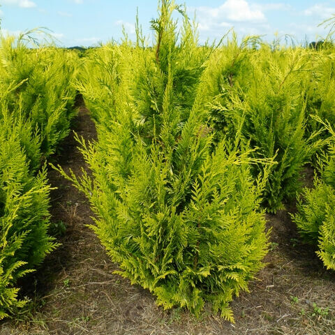 Cypres / Chamaecyparis Lawsoniana Columnaris Ivonne 80-100 cm