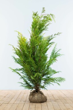 Cypres / Chamaecyparis Lawsoniana Columnaris Ivonne 100-120 cm