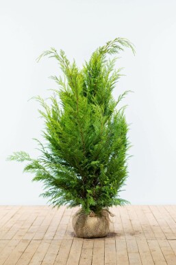 Cypres / Chamaecyparis Lawsoniana Columnaris Ivonne 120-140 cm