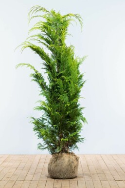 Cypres / Chamaecyparis Lawsoniana Columnaris Ivonne 140-160 cm