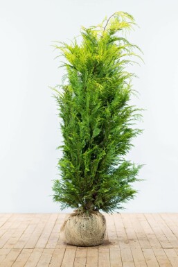 Cypres / Chamaecyparis Lawsoniana Columnaris Ivonne 160-180 cm