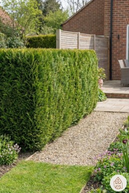 Cypres / Chamaecyparis Lawsoniana Columnaris Ivonne 160-180 cm