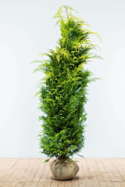 Cypres / Chamaecyparis Lawsoniana Columnaris Ivonne 180-200 cm