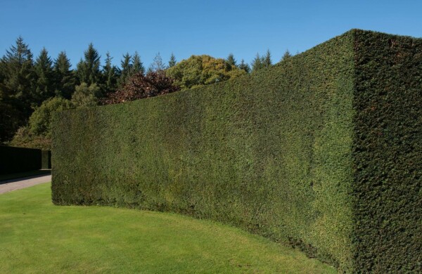 If Commun / Taxus Baccata 60-80 cm