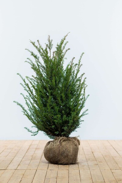 If Commun / Taxus Baccata 80-100 cm
