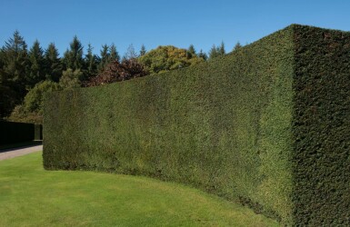 If Commun / Taxus Baccata 100-120 cm