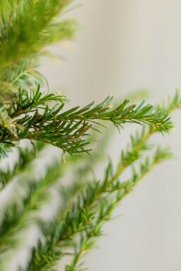 If Commun / Taxus Baccata 100-120 cm