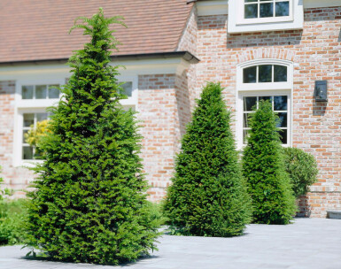 If Commun / Taxus Baccata 100-120 cm