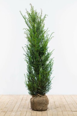 If à baies Taxus baccata Haie 120-140 Motte If Commun / Taxus Baccata 120-140 cm