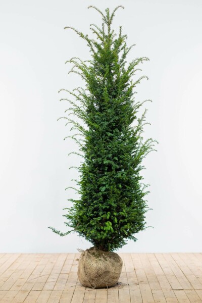 If Commun / Taxus Baccata 160-180 cm