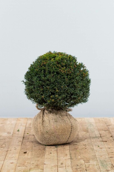 If / Taxus Baccata Boule 30-40 cm