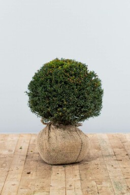 If à baies Taxus baccata Boule 30-40 Motte If / Taxus Baccata Boule 30-40 cm