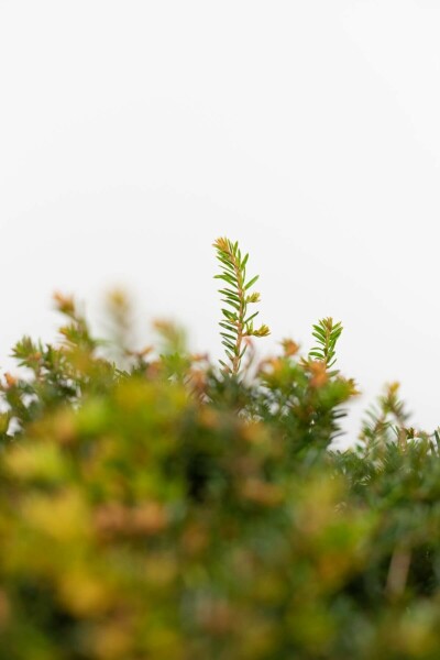 If à baies Taxus baccata Boule 30-40 Motte If / Taxus Baccata Boule 30-40 cm