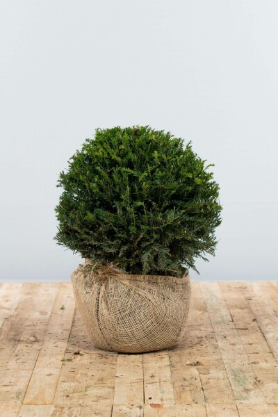 If / Taxus Baccata Boule 40-50 cm