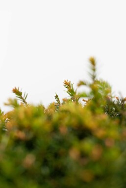 If / Taxus Baccata Boule 40-50 cm