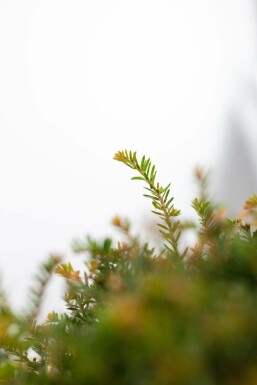 If / Taxus Baccata Boule 40-50 cm