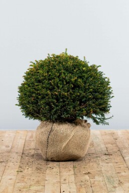 If à baies Taxus baccata Boule 50-60 Motte If / Taxus Baccata Boule 50-60 cm