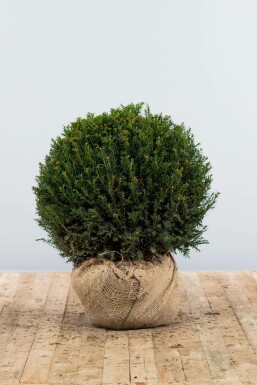 If à baies Taxus baccata Boule 60-70 Motte If / Taxus Baccata Boule 60-70 cm