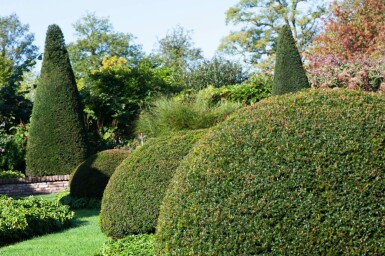 If / Taxus Baccata Boule 60-70 cm
