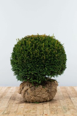 If à baies Taxus baccata Boule 70-80 Motte If / Taxus Baccata Boule 70-80 cm
