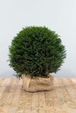 If à baies Taxus baccata Boule 80-90 Motte If / Taxus Baccata Boule 80-90 cm