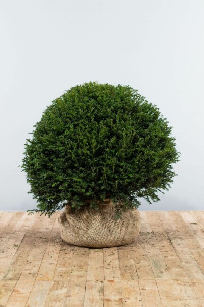 If / Taxus Baccata Boule 90-100 cm