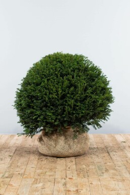 If à baies Taxus baccata Boule 90-100 Motte If / Taxus Baccata Boule 90-100 cm
