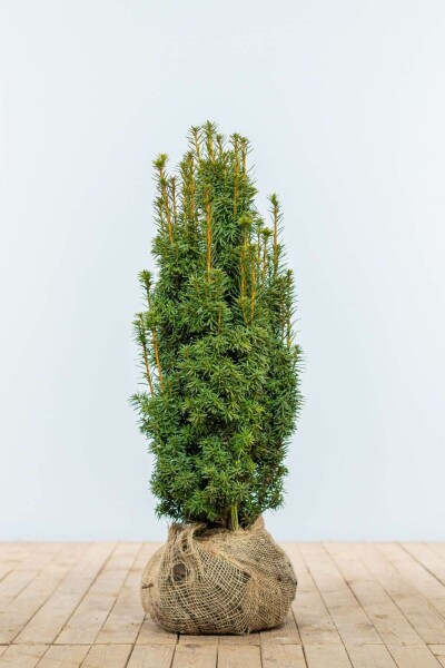 If / Taxus Baccata David 60-80 cm
