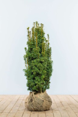 If / Taxus Baccata David 60-80 cm