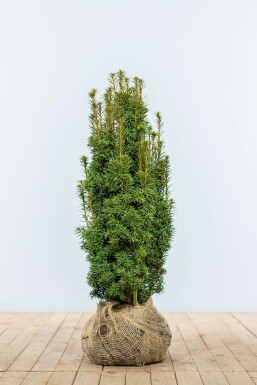 If / Taxus Baccata David