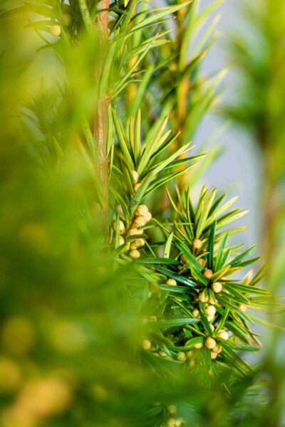 If / Taxus Baccata David 60-80 cm