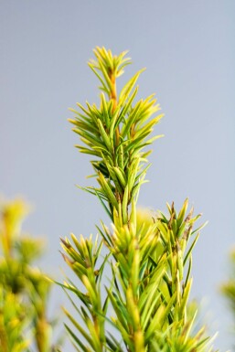 If / Taxus Baccata David 60-80 cm