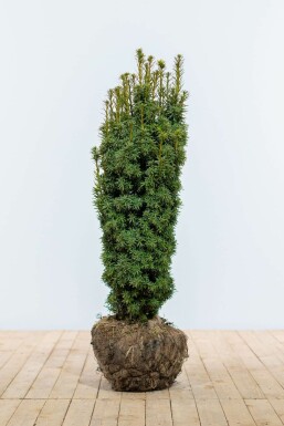 If / Taxus Baccata David 80-100 cm