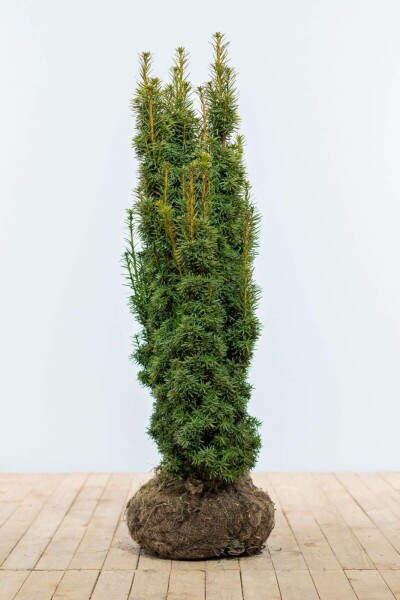 If / Taxus Baccata David 100-120 cm