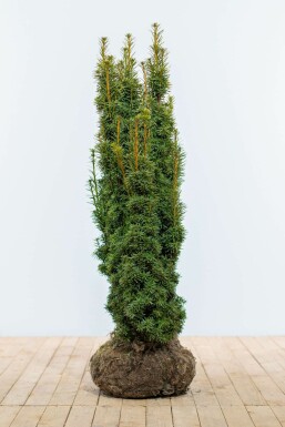 If / Taxus Baccata David 100-120 cm