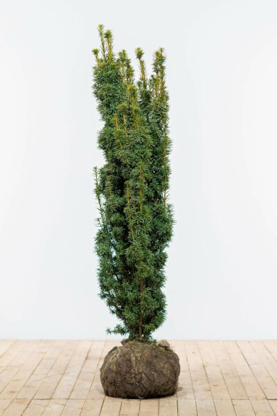 If / Taxus Baccata David 120-140 cm