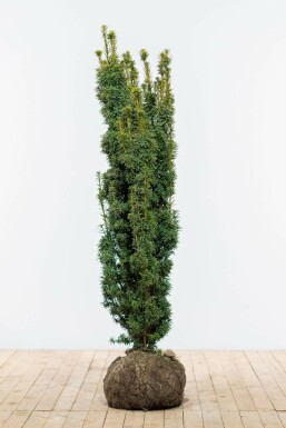 If / Taxus Baccata David 120-140 cm