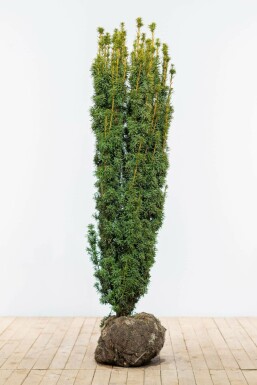 If / Taxus Baccata David