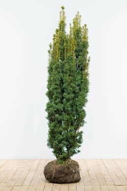 If / Taxus Baccata David 160-180 cm