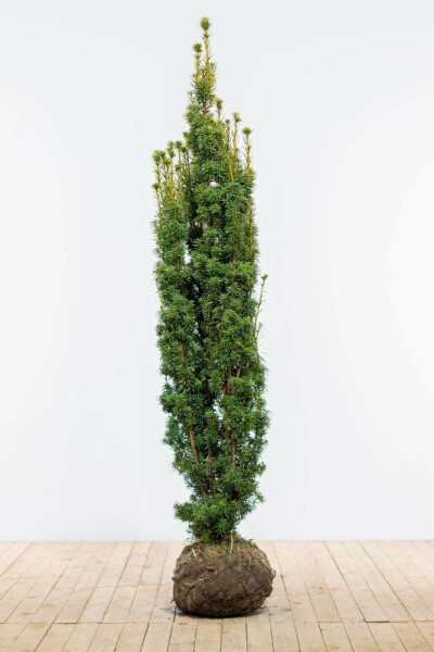 If / Taxus Baccata David 180-200 cm