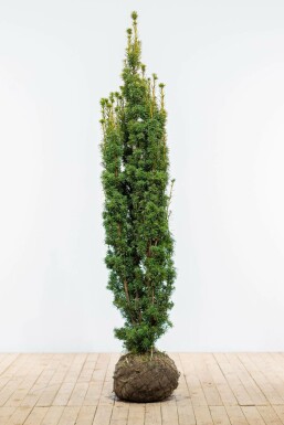 If / Taxus Baccata David 180-200 cm