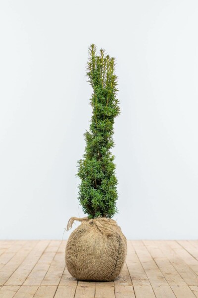 If / Taxus Baccata Fastigiata Aurea 60-80 cm
