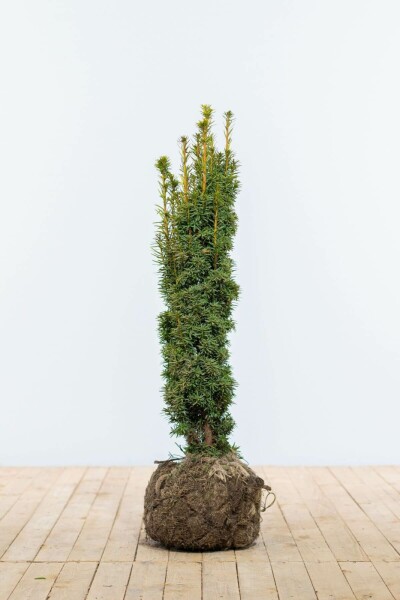If / Taxus Baccata Fastigiata Aurea 80-100 cm