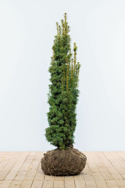 If / Taxus Baccata Fastigiata Aurea 100-120 cm