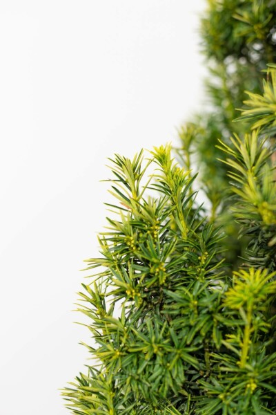 If / Taxus Baccata Fastigiata Aurea 100-120 cm