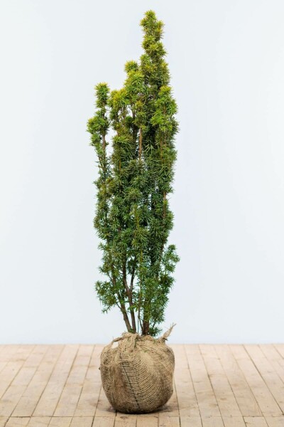 If / Taxus Baccata Fastigiata Aurea 120-140 cm