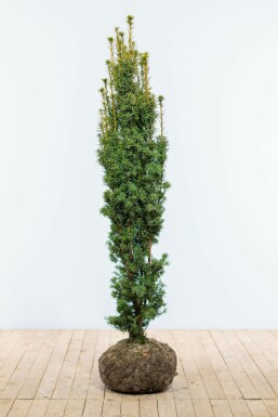If / Taxus Baccata Fastigiata Aurea 140-160 cm