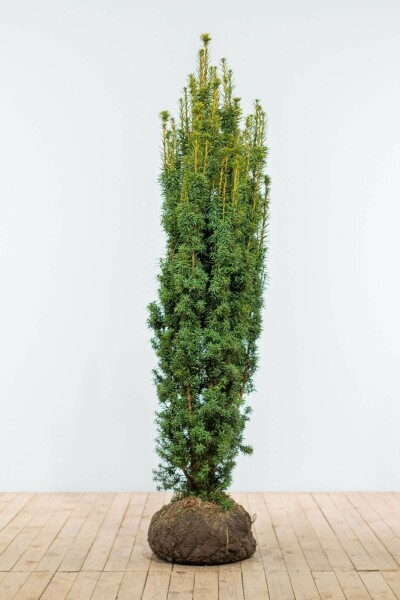 If / Taxus Baccata Fastigiata Aurea 160-180 cm