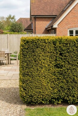 If / Taxus Baccata Fastigiata Aurea 160-180 cm