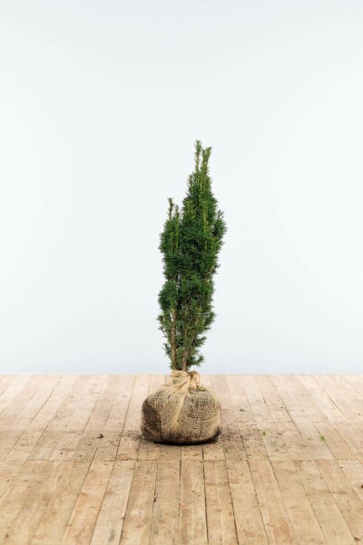 If / Taxus Baccata Fastigiata Robusta 60-80 cm